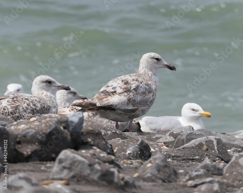 A colony of European herring gulls (Larus argentatus) resting on a rocky coastal embankment with waves breaking on the sea in the background. Juveniles and an adult bird.
