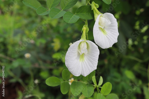 Butterfly pea (Clitoria ternatea) white flowers blooming hanging with green leaves on trees in the garden.