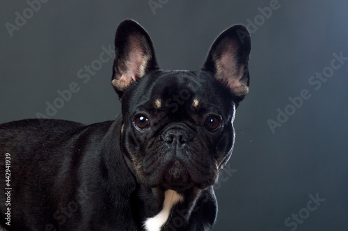 Black French Bulldog © Luis