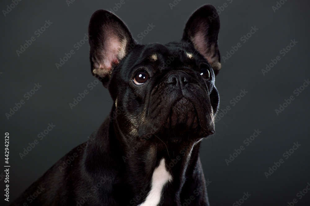 Fototapeta premium Black French Bulldog