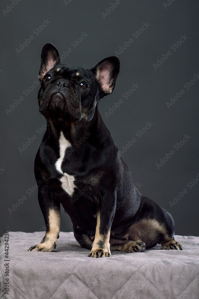 Black French Bulldog