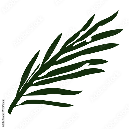 Tropical green leaf of palm on white background