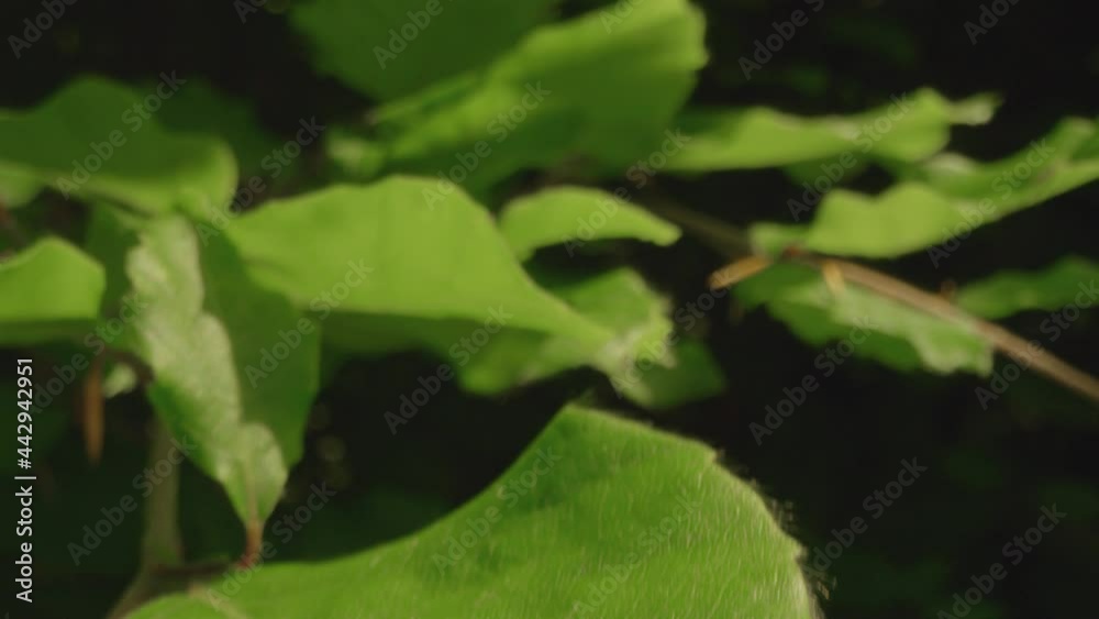 Extreme Close Up Shot of Some Plant Leaves Extreme Close Up Shot of Some Plant Leaves