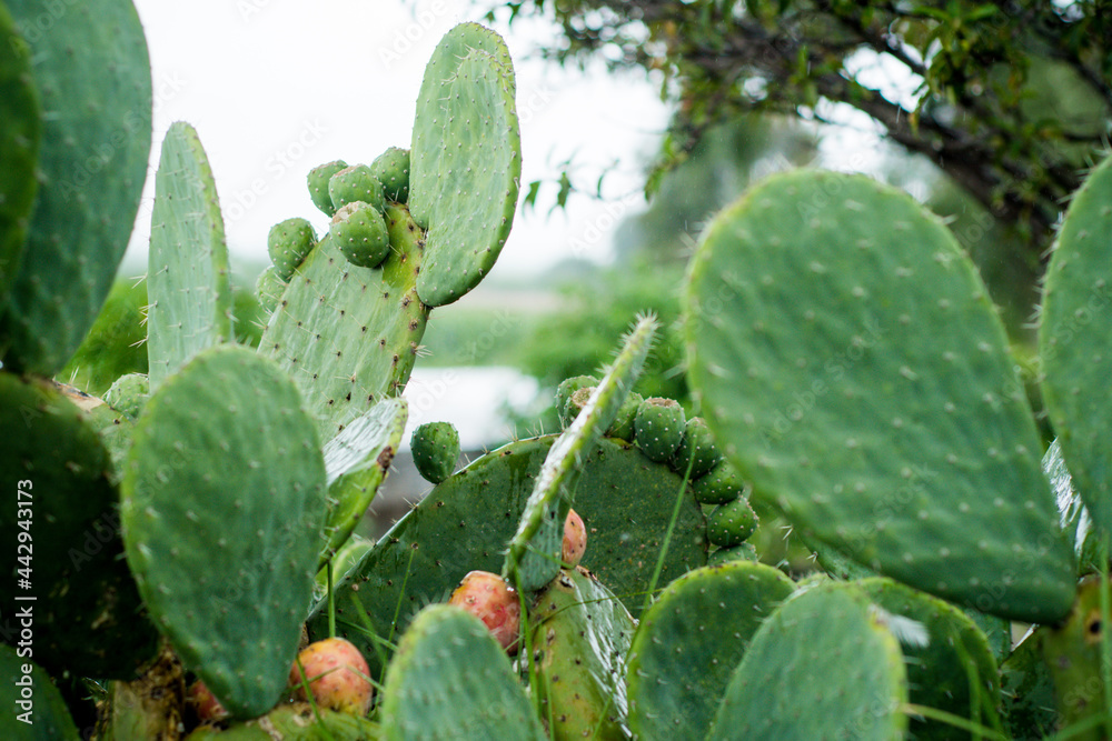 Nopal plant, with prickly pear fruits. Nopal plant, with prickly pear fruits.