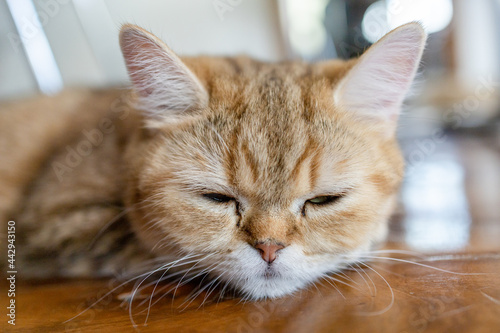 cat sleep on the floor © tearsze