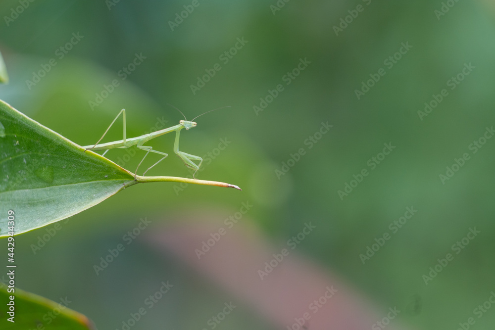 カマキリの視線 カマキリの視線