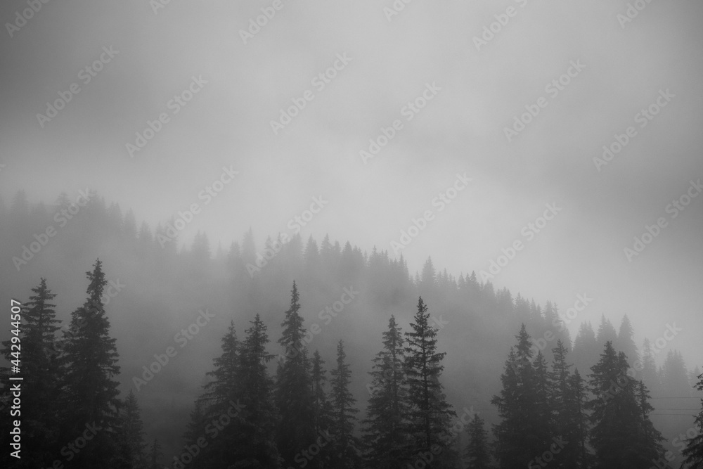 misty forest (Vorarlberg, Austria)