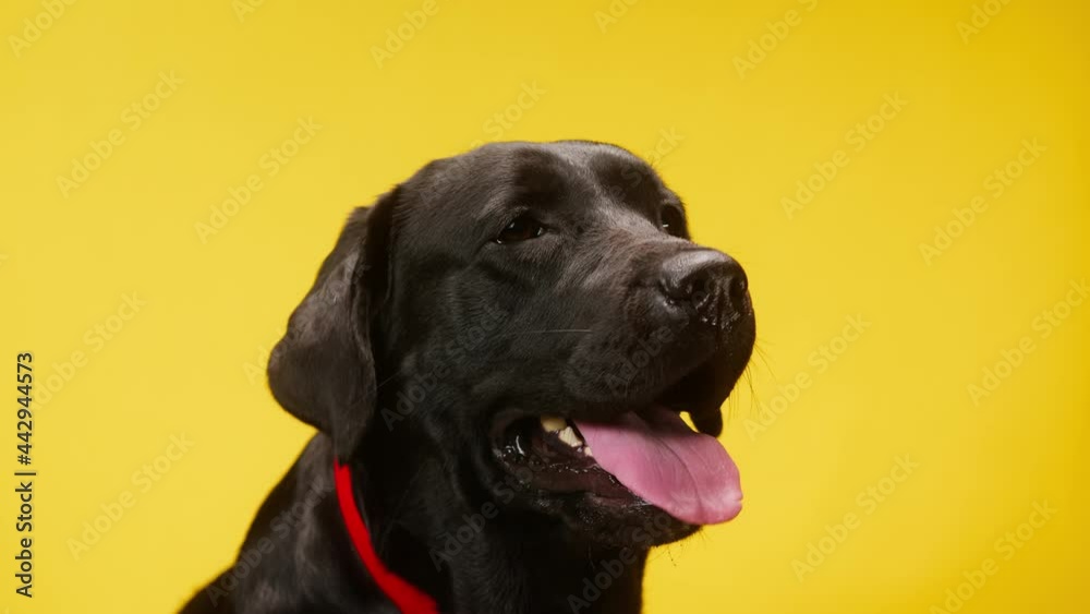 Black labrador wearing red collar on yellow background, dark retriever dog with open mouth and tongue out close up. Shooting domestic pet in studio. Black labrador wearing red collar on yellow background, dark retriever dog with open mouth and tongue out close up. Shooting domestic pet in studio.