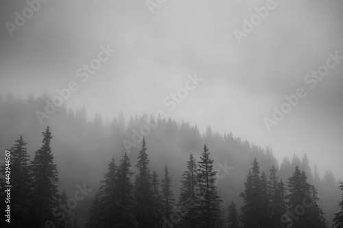 misty forest (Vorarlberg, Austria)