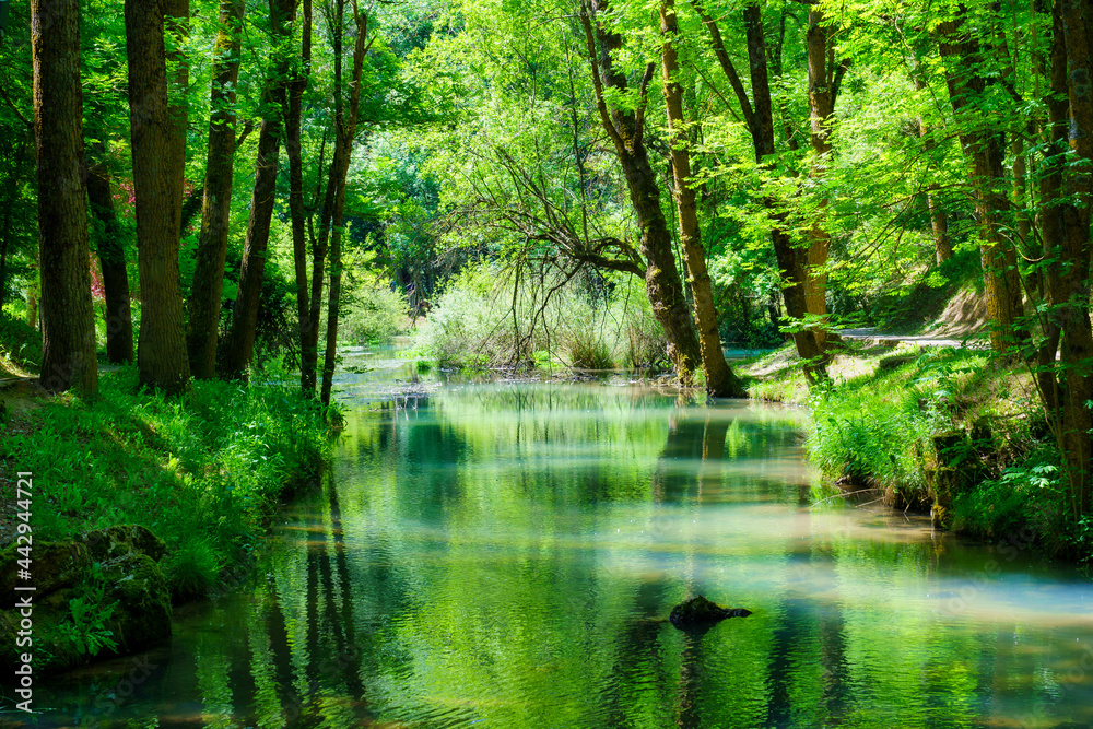 Panoramic of the forest with river reflecting the trees in the water.