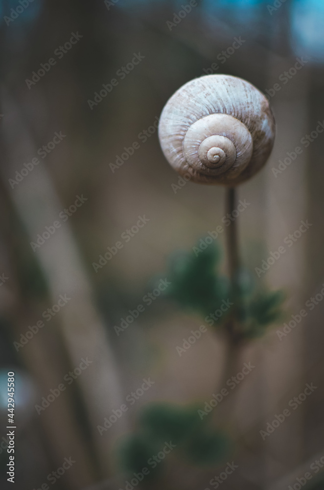 snail