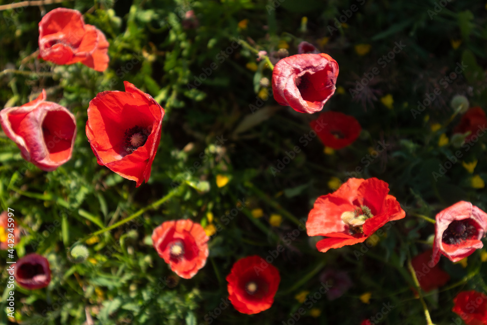 Close up of a red poppy flower in a field of flowers. Papaveroideae of the family Papaveraceae