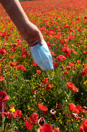 Close up of a man's hand holding a Blue protective face mask on a field of red poppy flowers in the background. Papaveroideae plant © Stely