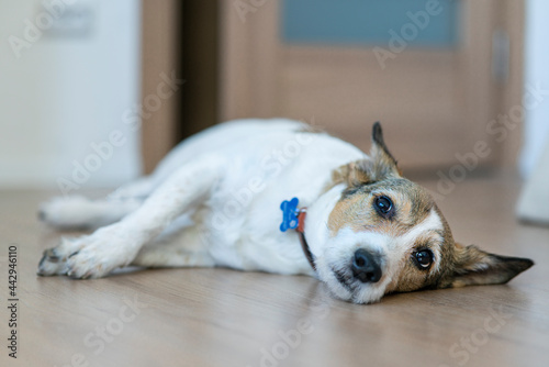 Konstfotografi Upset ill sick dog is lying on the floor with a sad look, suffering from pain, disease