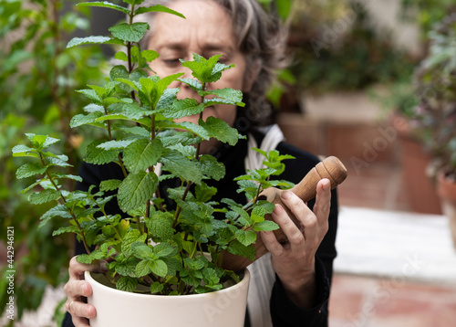 Senior woman caring about potted plant in garden photo