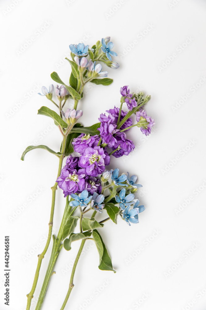 Fototapeta premium Flower hackelia velutina and Matthiola incana isolated on white background.