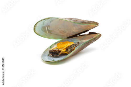 mussels isolated on a white background.