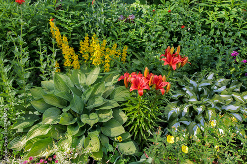 A flower bed with a yellow loosestrife, hosta and lily. Landscape gardening photo