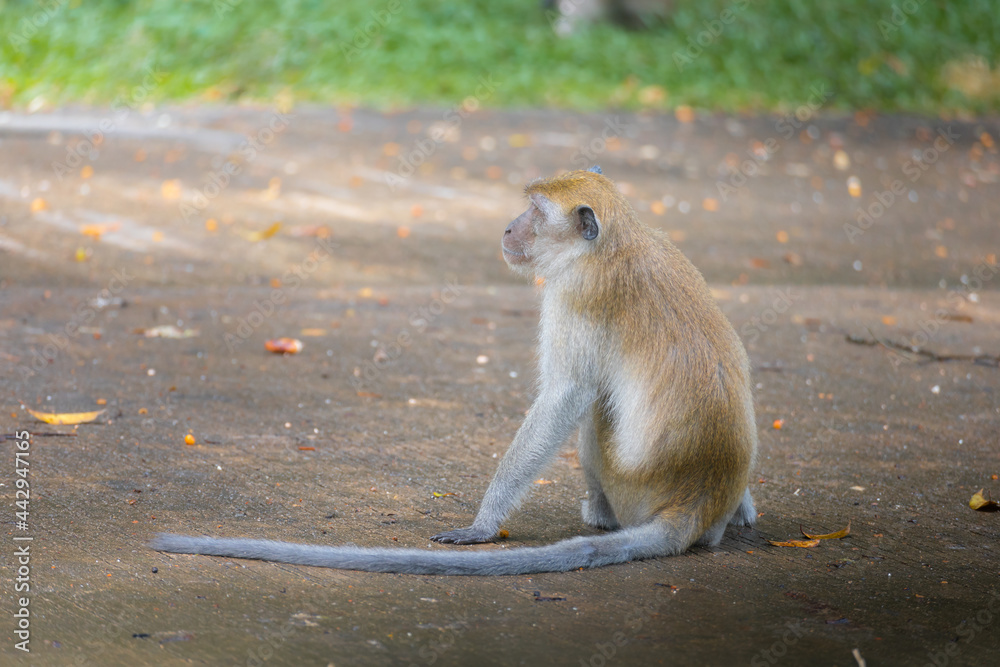 A macaque in a park in Thailand.