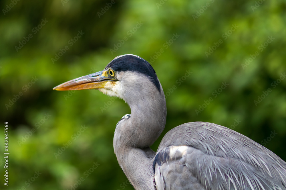 Porträt eines Fischreihers Porträt eines Fischreihers