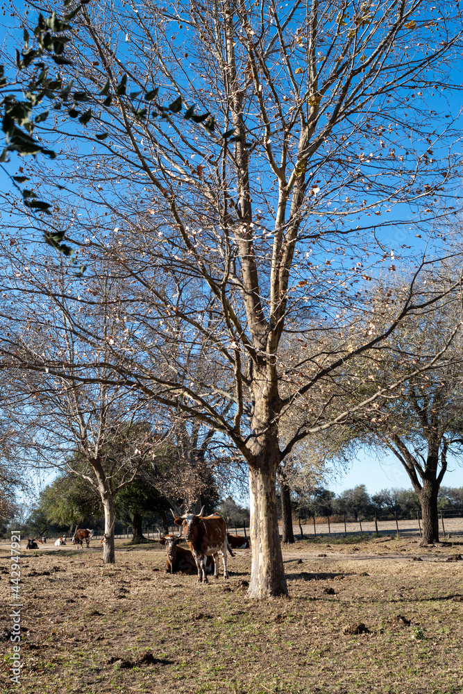 cow with horn or bull in the field