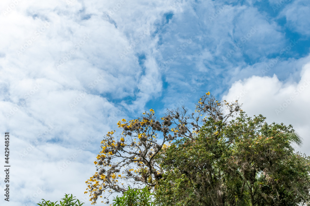 Obraz premium Ipê na Costa da Lagoa da Conceição, Florianópolis, Santa Catarina.