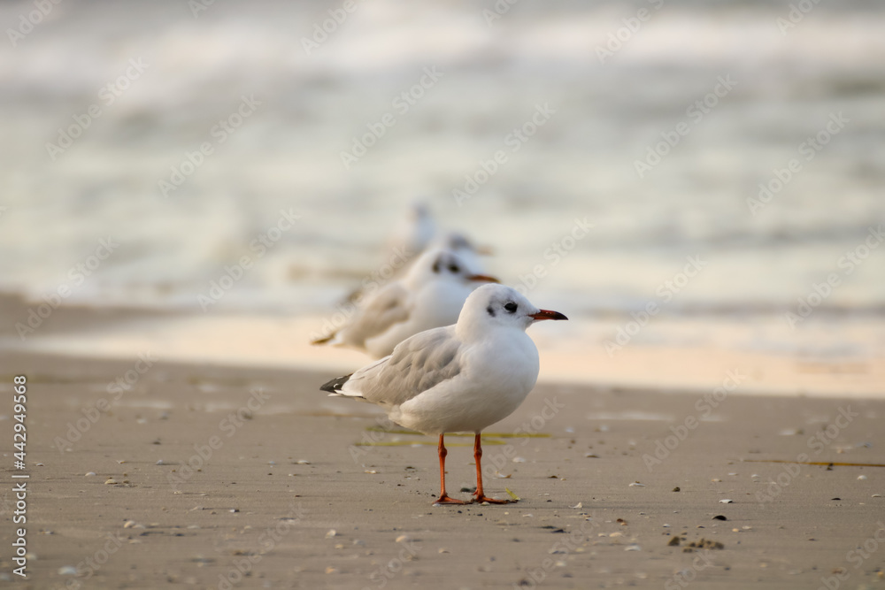 Möwenreihe am Strand mit Meerpanorama Möwenreihe am Strand mit Meerpanorama