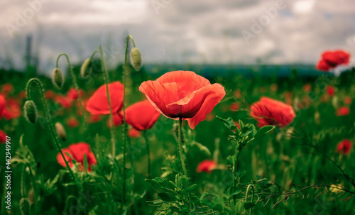 Fototapeta Naklejka Na Ścianę i Meble -  Red poppy with blurred background