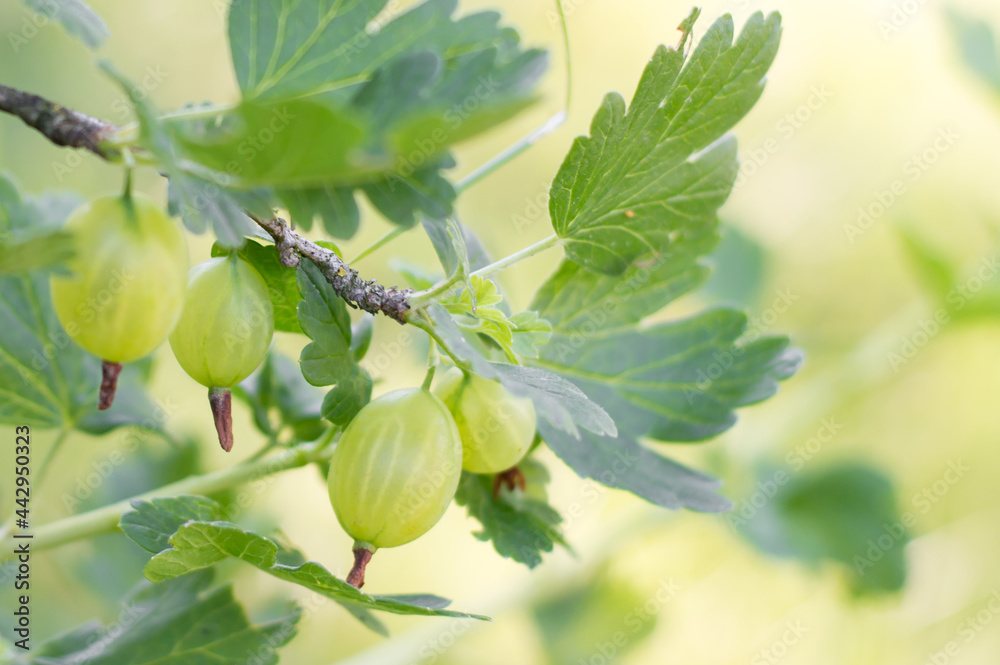 Fototapeta premium branch of gooseberry in the garden, berries, close-up