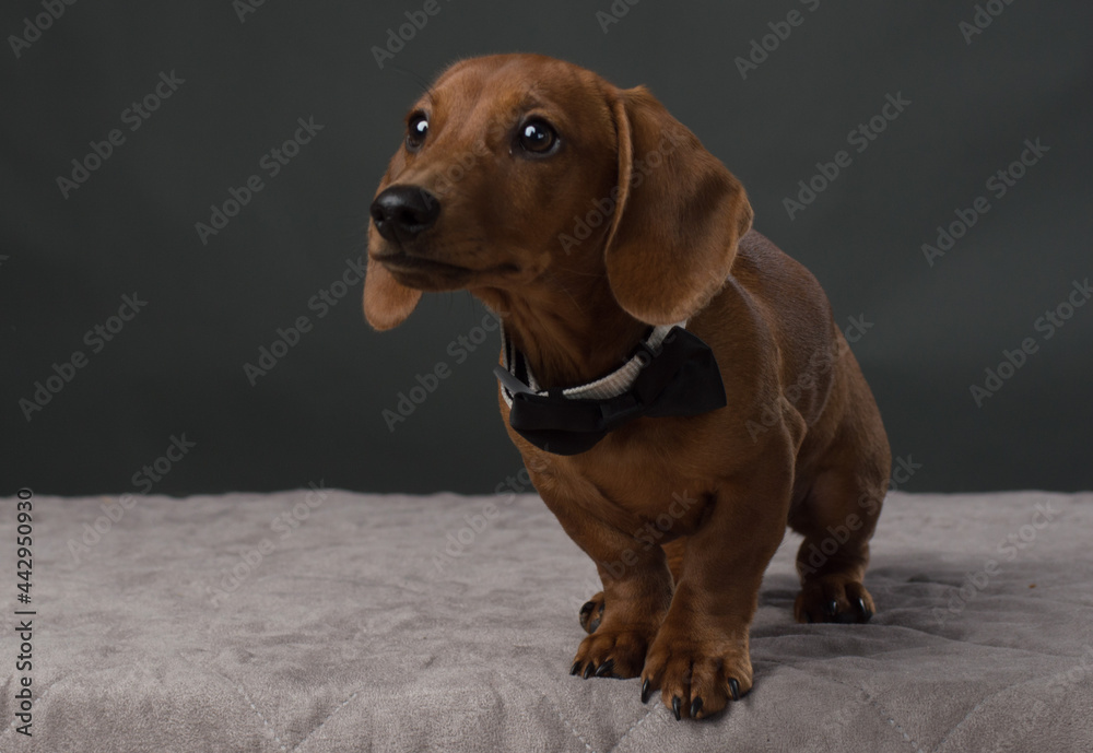 Brown Dachshund with black bow tie