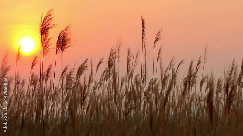 Reed moving with the wind at sunset Reed moving with the wind at sunset