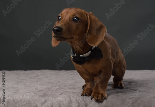 Brown Dachshund with black bow tie