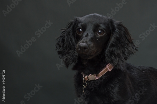 Black Dachshund with pink collar