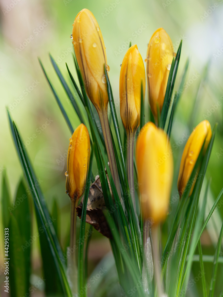 Fototapeta premium Krokus, Frühlings-Krokus
