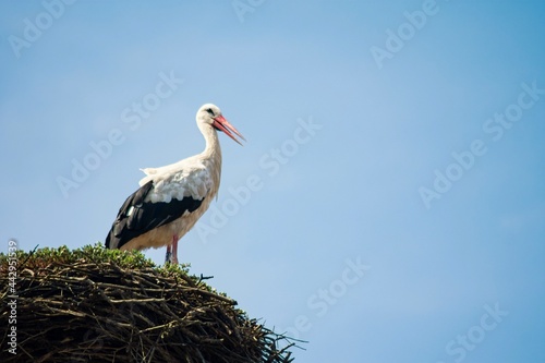 White stork on the nest,blue sky in the background.