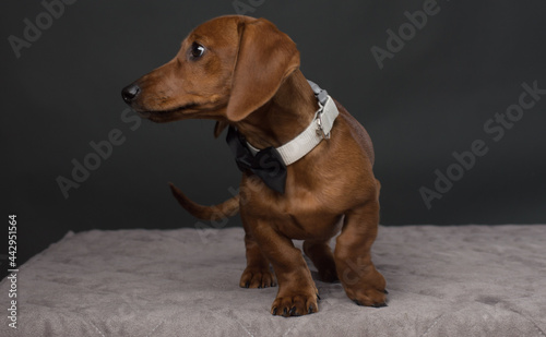 Brown Dachshund with black bow tie