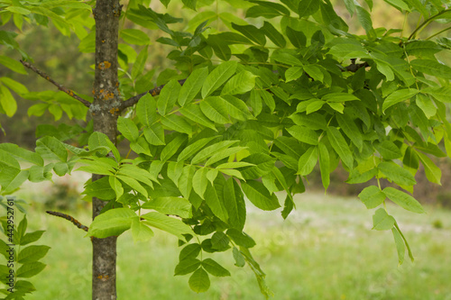Fraxinus excelsior branch close up photo