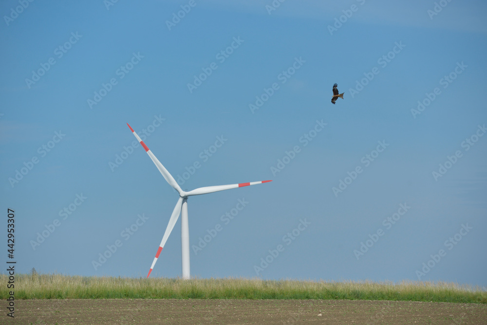 Fototapeta premium Windkraftanlage und Raubvogel, Rotmilan