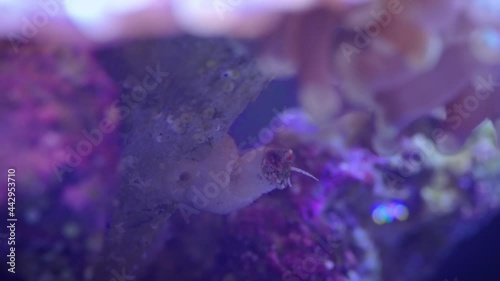 Vermetid Snail Close Up on Hammer Coral in Tank. close up view of a vermetid snail on a hammer coral in a salt water fish tank photo