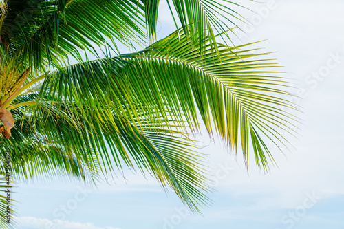 Bright day on a tropical beach Palm trees and paradise of the sea