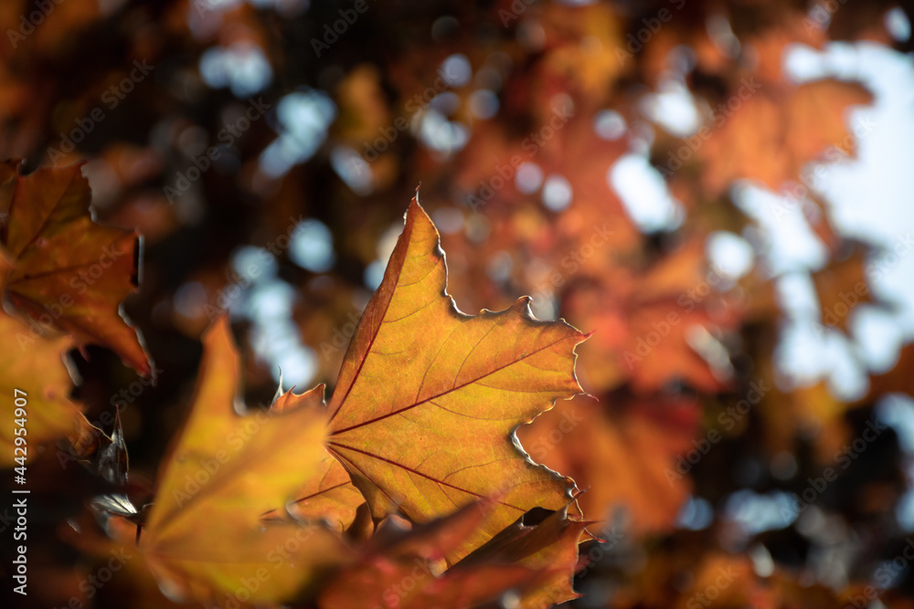 Fototapeta premium Herbstblätter an Baum