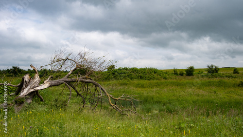 Fallen dead tree with cloudy sky in the Netherlands