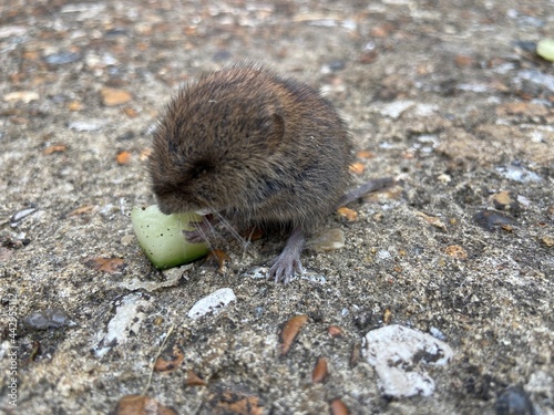 bank vole small UK rodent mammal eating cucumber also known as meadow vole or field vole