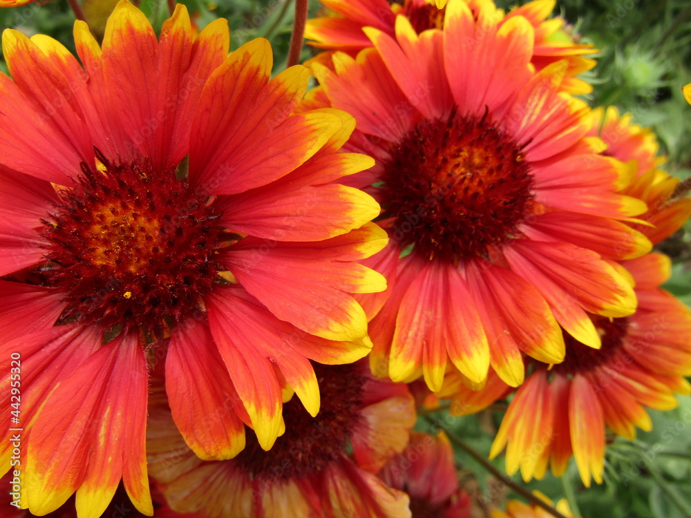 fleurs fleurs
