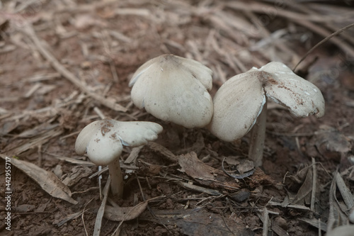 Raw Termite mushroom (Termitomyces clypeatus Heim) on nature background. Oudemansiella megalospora.