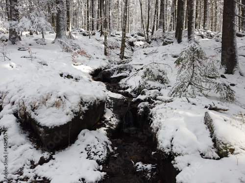 Cold mysterious coniferous forest covered in snow