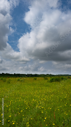 Yellow flowers on pasture with partial blue sky in the Netherlands