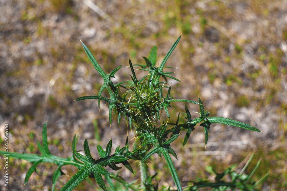 typical weed in summer after rain typical weed in summer after rain
