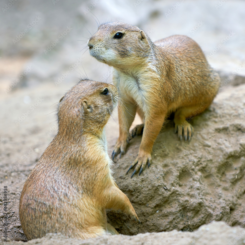 two black-tailed prairie dogs (Cynomys ludovicianus) in front of the entrance of their den in the wild two black-tailed prairie dogs (Cynomys ludovicianus) in front of the entrance of their den in the wild