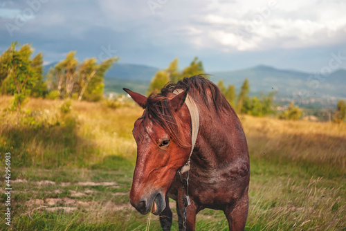 beautiful horse in the Ukrainian carpathians © Taras
